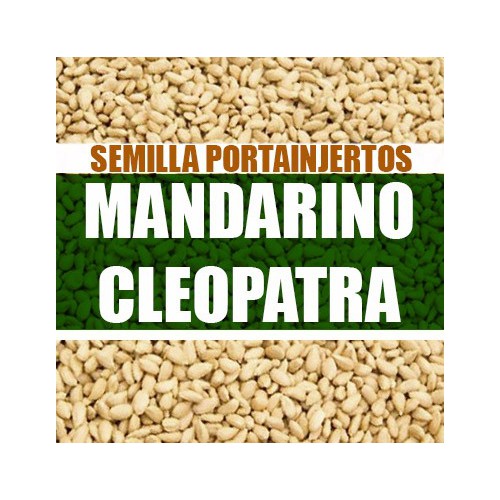 Mandarino Cleopatra