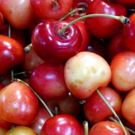 Cerezo Napoleon | Vivero de cerezos Napoleon | Cereza Napoleon